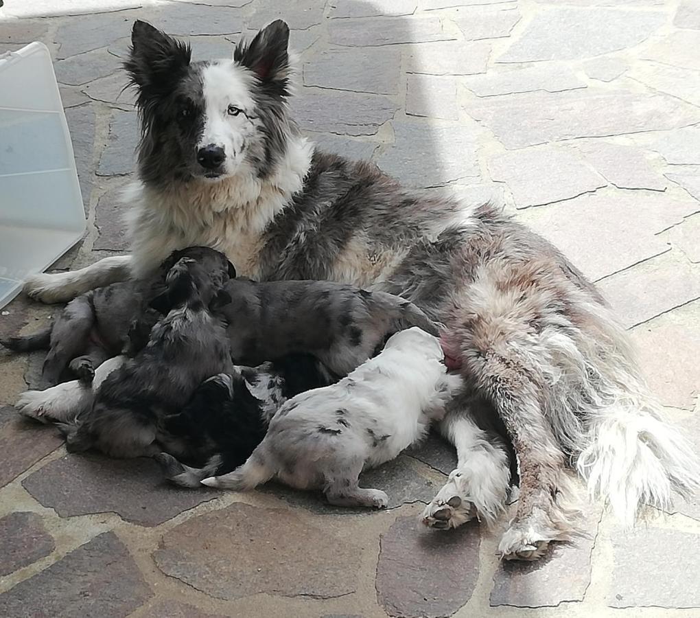 Puffele B&B Enego Εξωτερικό φωτογραφία